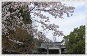 作楽神社の桜